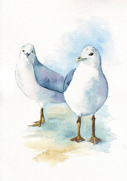 Птицы Чайки акварелью