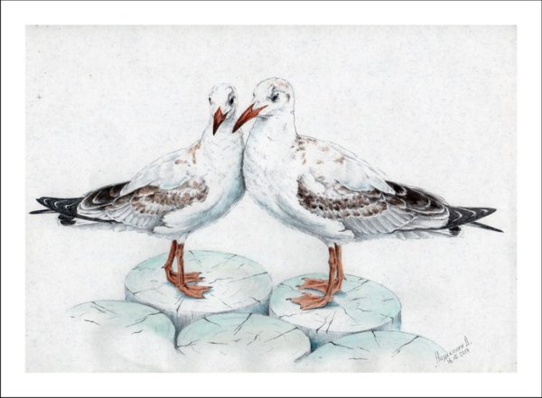 Чайка милая иллюстрация