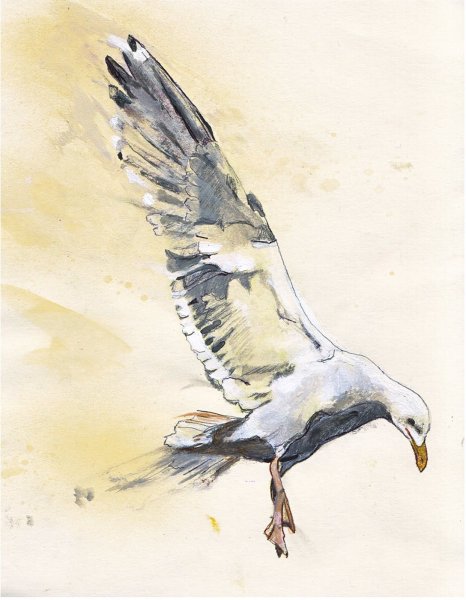 Чайки акварель