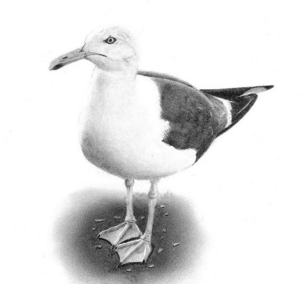 Чайка эскиз тату