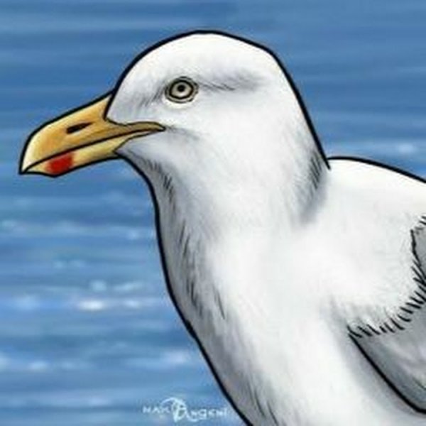 Чайка рисовать