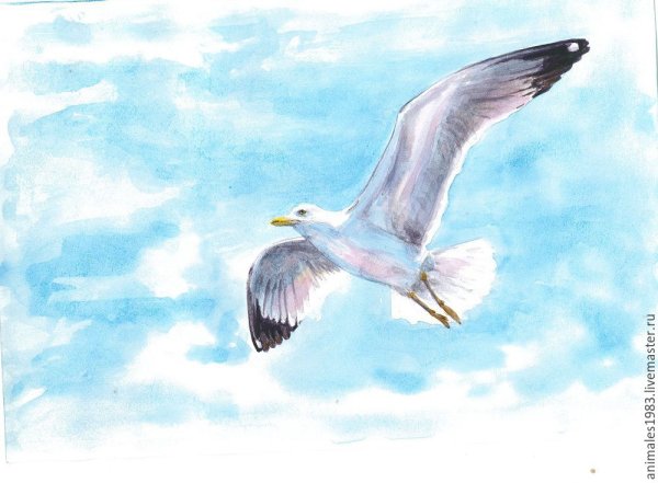Чайки акварель