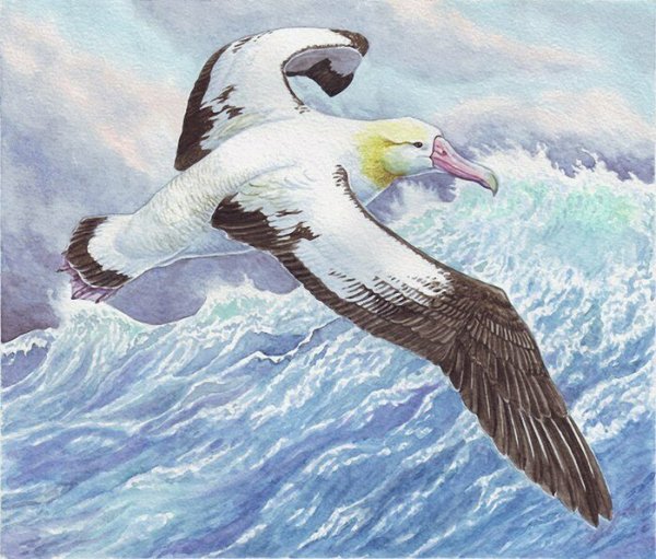 Чайка Буревестник Баклан