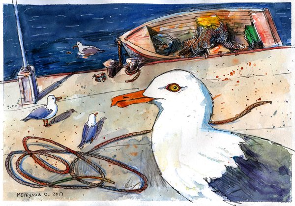 Чайка иллюстрация