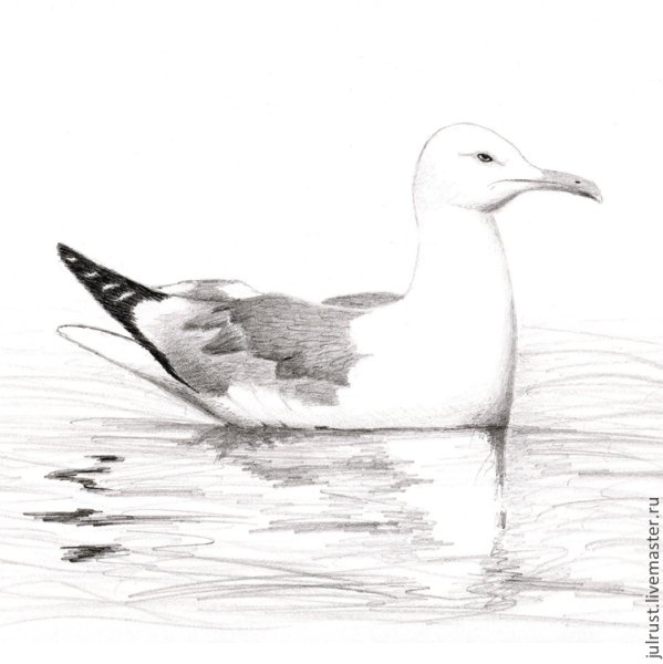 Чайка для рисования