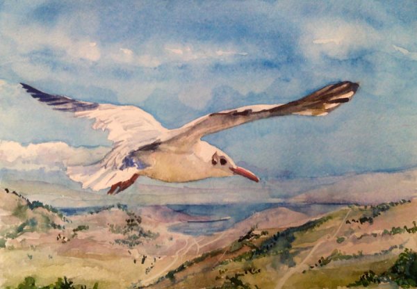 Чайка рисунок художественный