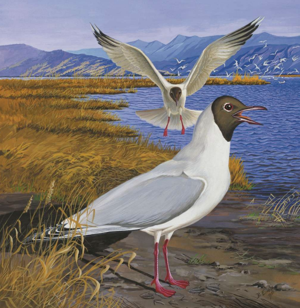 Птицы Байкала