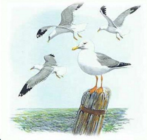 Чайки на картине для детей