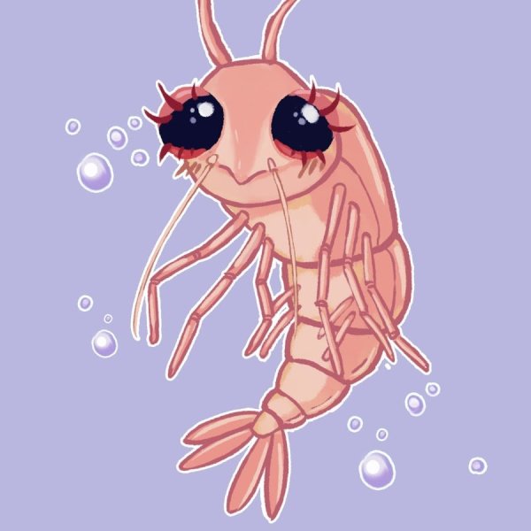 Милая креветка