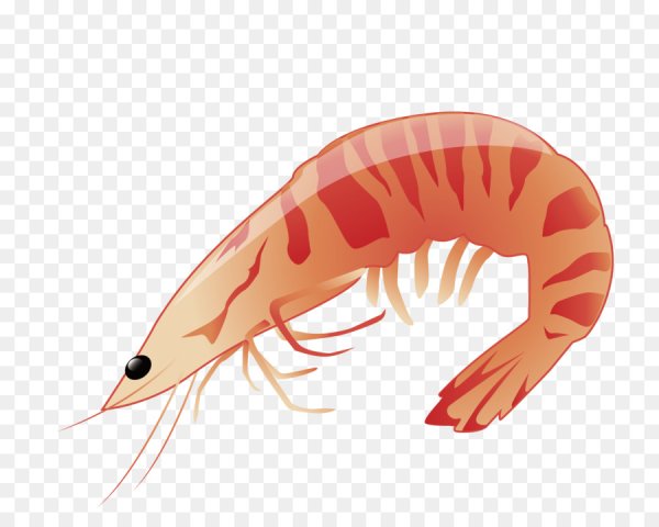 Креветка вектор