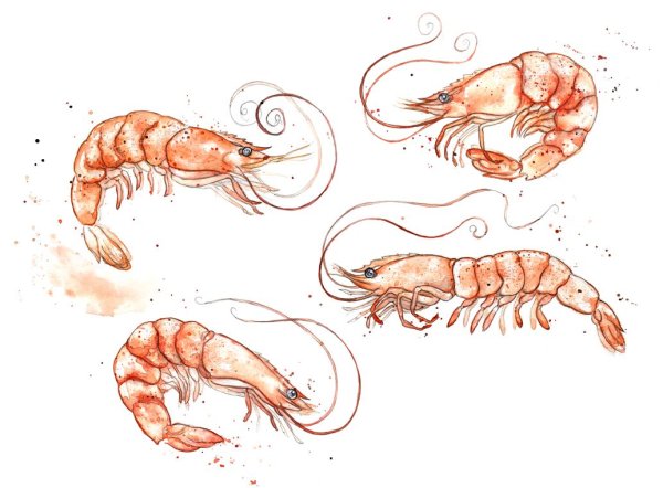 Креветка карандашом