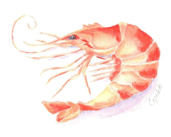 Креветка арт