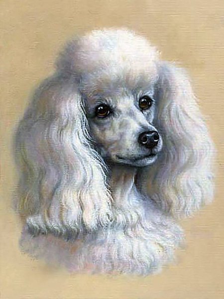 Алмазная мозаика пудель