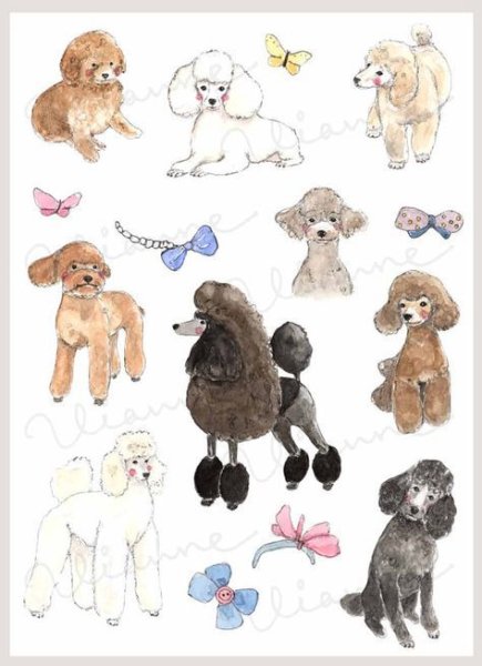 Карликовый пудель референсы