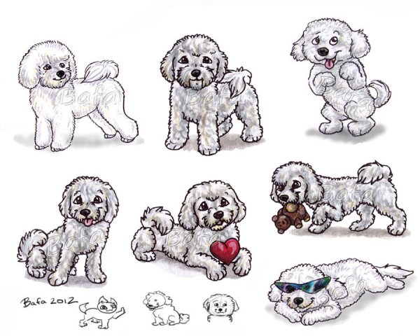 Собака Бишон фризе раскраска