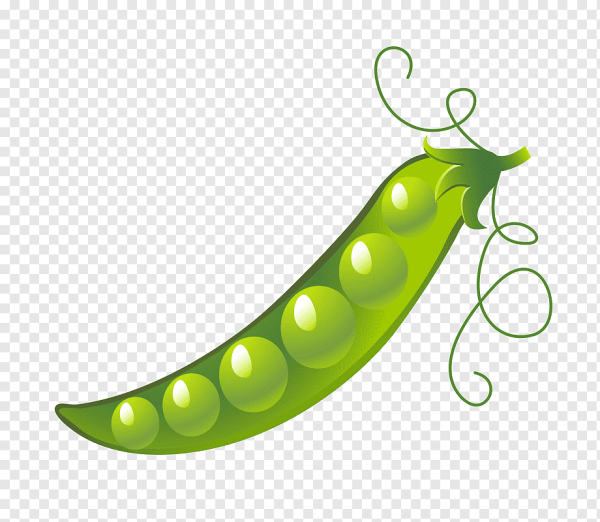 Стручок гороха
