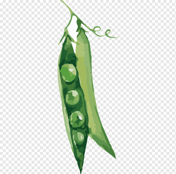 Маленький стручок гороха