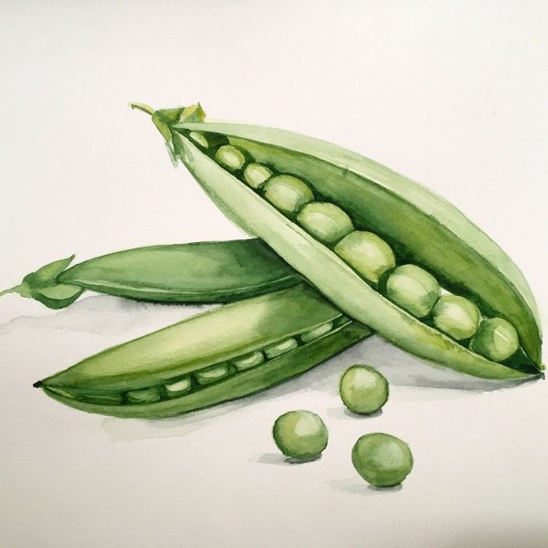 Зеленый горошек акварель