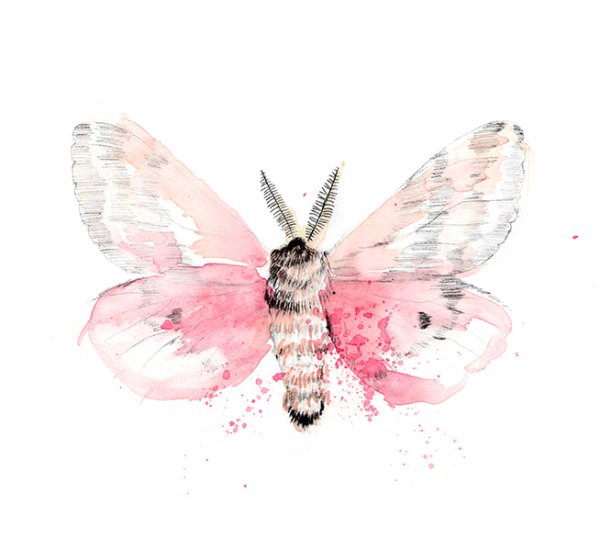 Бабочка розовая акварель