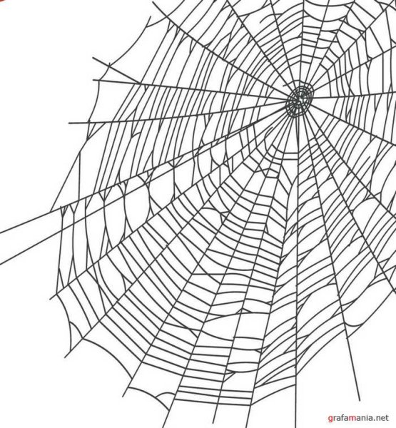 Паутина на прозрачном