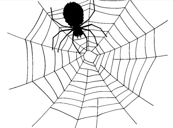 Паук на паутине карандашом