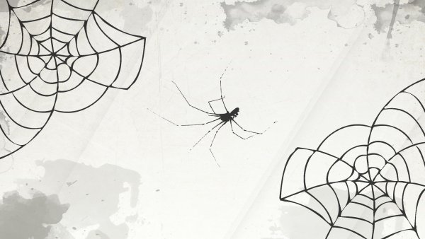 Паук на паутине