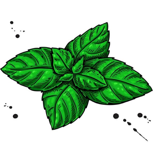 Мята вектор