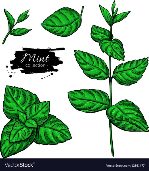 Мята иллюстрация