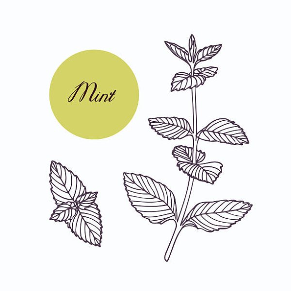 Листья мяты арт