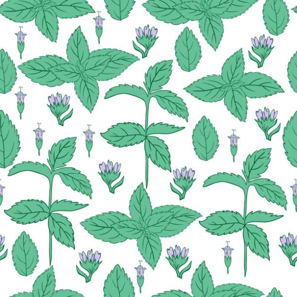 Веточка мяты акварель