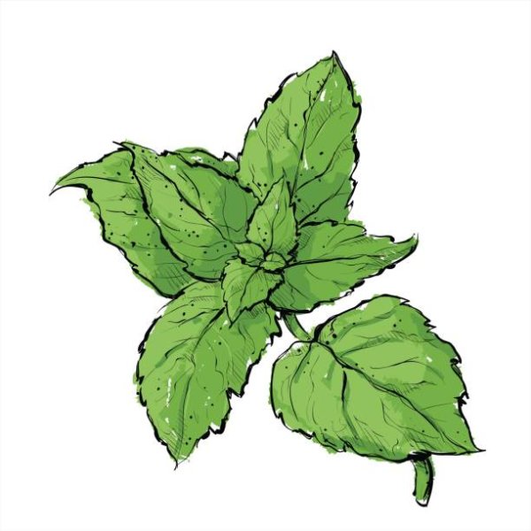 Листик мяты нарисованный