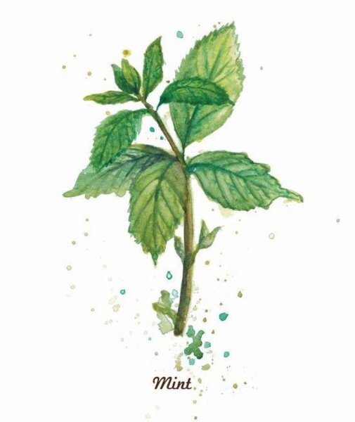 Мята перечная веточка