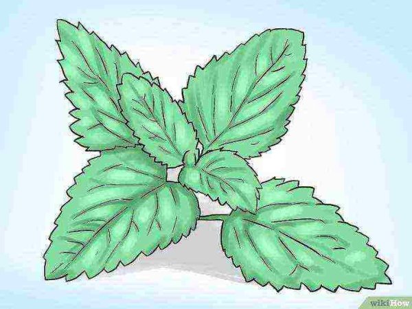 Листик мяты вектор