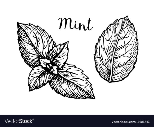 Мята Графика