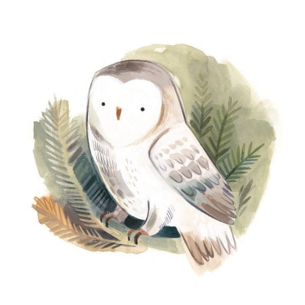 Полярная Сова Букля скетчи