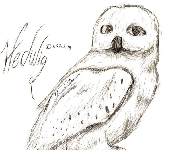 Сова Букля из Гарри Поттера раскраска