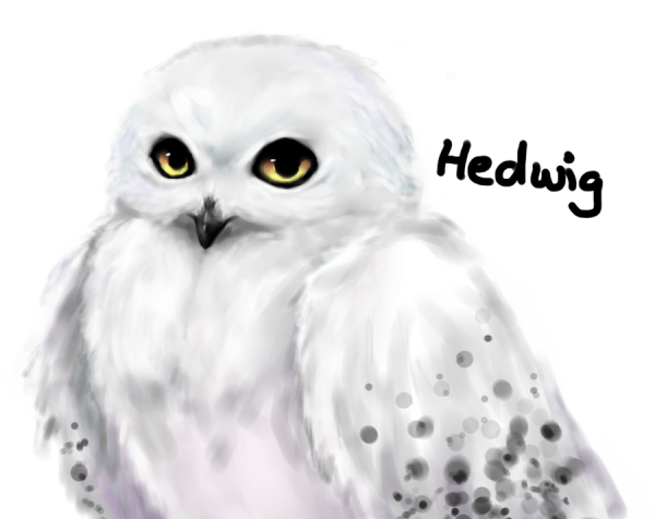 Полярная Сова для срисовки