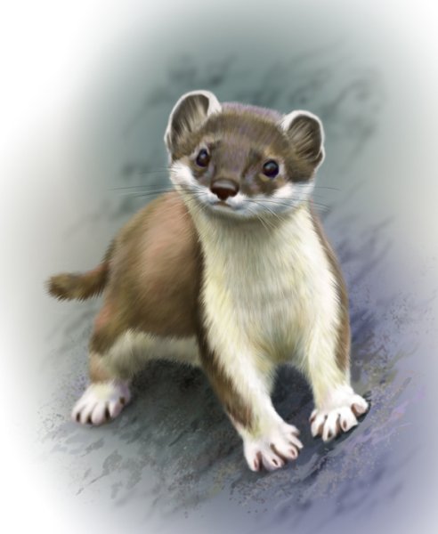 Соболь хорек горностай