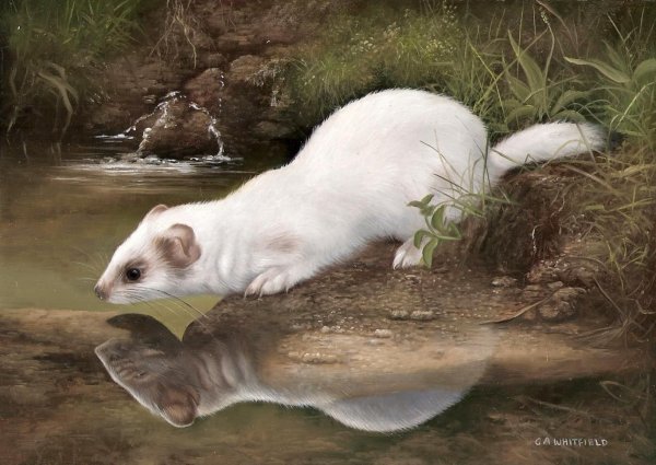 Carl Andrew Whitfield картины