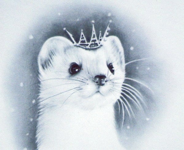 Ласка черно белая