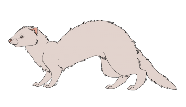 Хорёк референсы