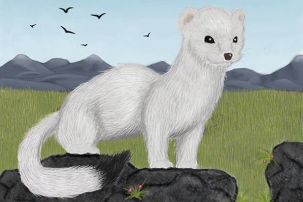 Горностай нарисовать