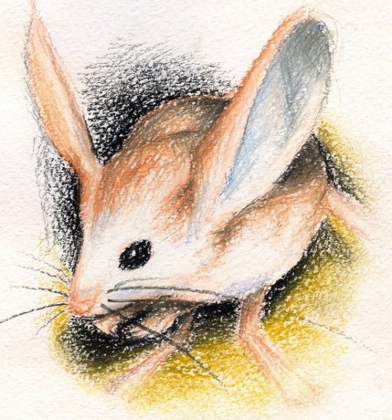 Тушканчик аниме