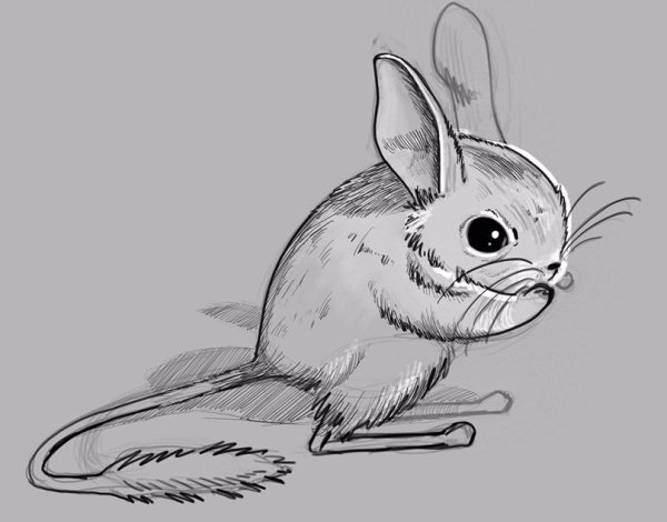 Тушканчик раскраска