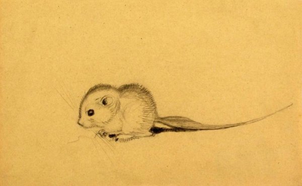 Тушканчик рисунок карандашом