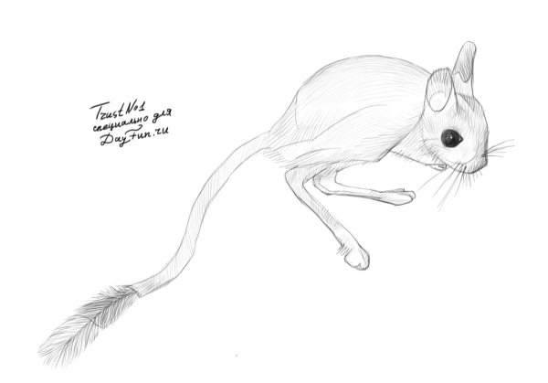 Тушканчик карандашом