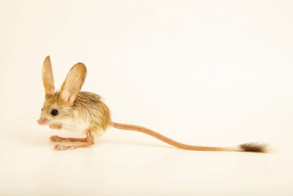 Пятипалый карликовый тушканчик