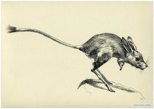 Тушканчик рисунок