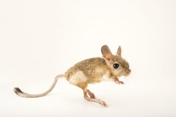 Египетский тушканчик