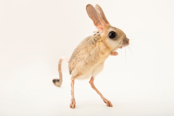 Земляной заяц Тарбаганчик